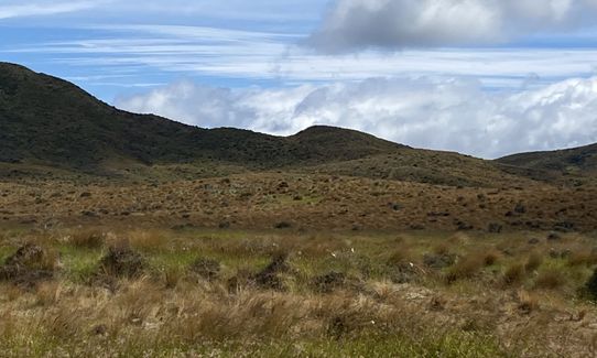 Eastern Tawa Reserves, Wellington
