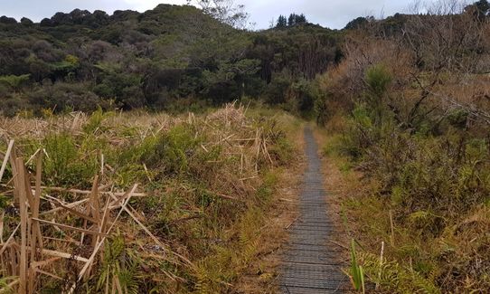 Kauri Block and Harray Trails, Waikato