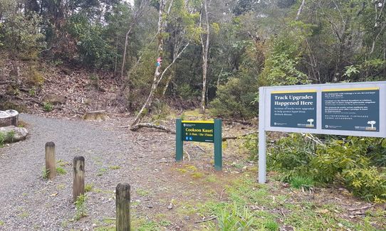 Cooksen Kauri Trail , Waikato