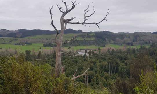 Fern Loop, Manawatu - Wanganui