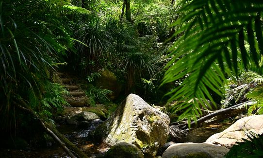 Trail Challenge Waihi official marathon, Waikato