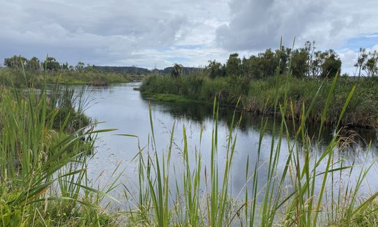 Kaituna Wetlands, Bay of Plenty