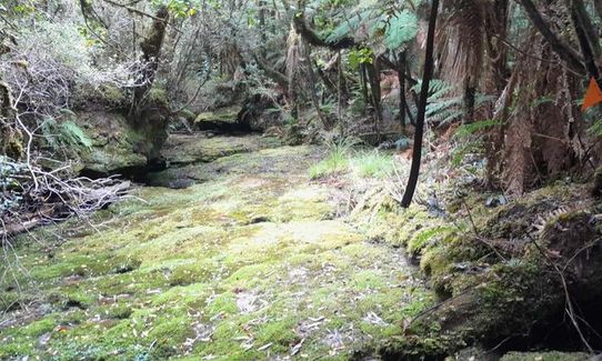 Tawarau Falls, Waikato