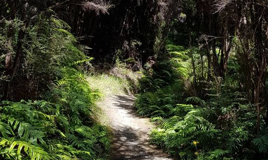 Swampy Ridge Track, Otago