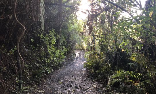 Harker Reserve to Vivian Falls, Waikato