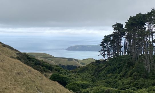 Extended Skyline, Wellington