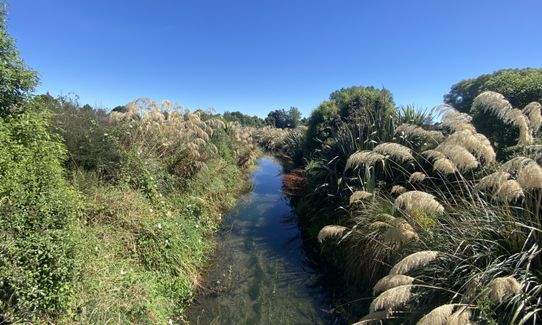 Flat out in Temuka - River Loop, Canterbury