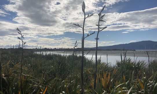Waikanae River & Estuary, Wellington