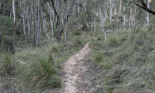 Ainslie Amble, Australian Capital Territory