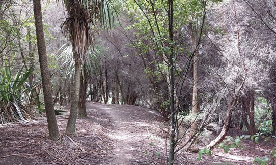 Anaconda Wanderer, Auckland