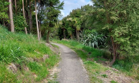 Anaconda Wanderer, Auckland