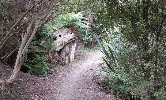 Anaconda Wanderer, Auckland