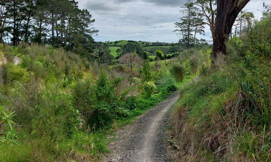 Anaconda Wanderer, Auckland