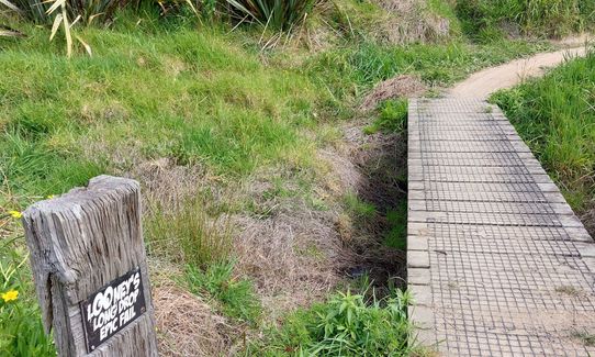 Anaconda Wanderer, Auckland