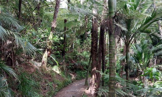 Anaconda Wanderer, Auckland