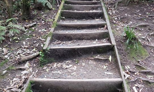 Anaconda Wanderer, Auckland