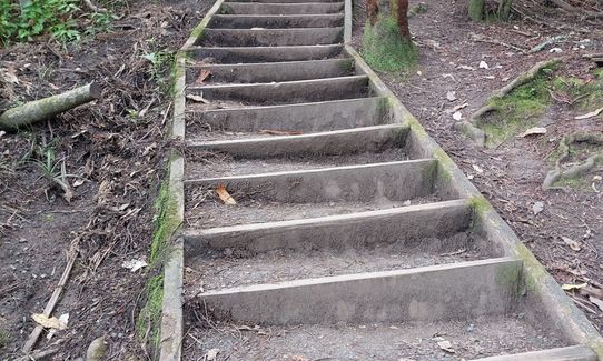 Anaconda Wanderer, Auckland