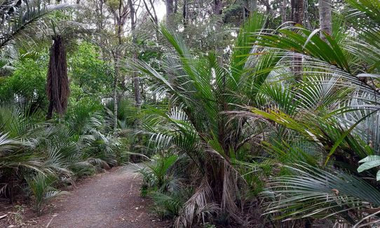 Anaconda Wanderer, Auckland