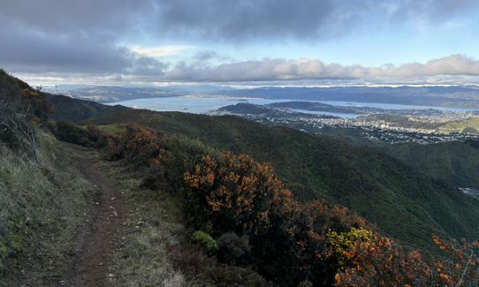 Aro Valley / Tip Track loop, Wellington