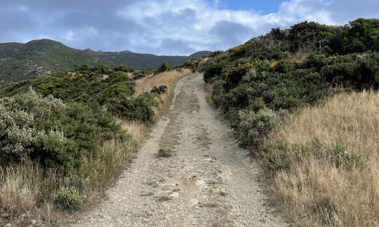 Aro Valley / Tip Track loop, Wellington