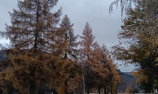 Arrow River Trail, Otago