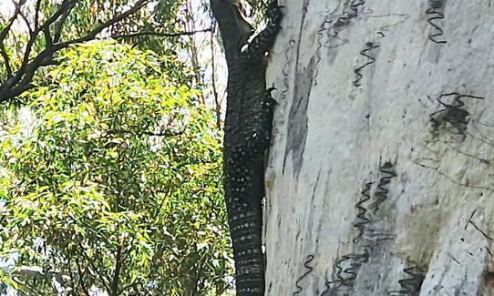 Beerburrum - 'Barebottom', Glasshouse Mountains QLD, Queensland