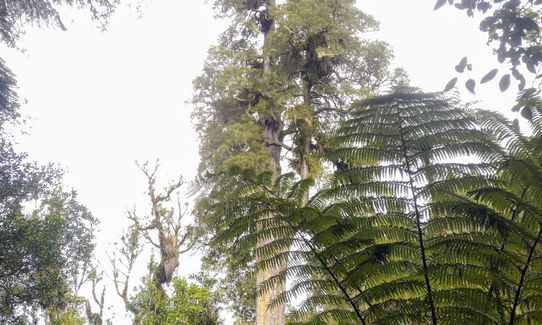 Bell Blast, Waikato