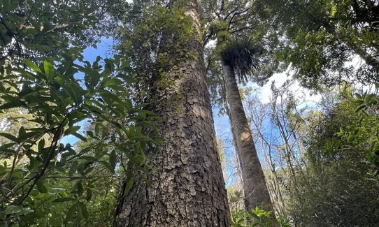 Sutherland's Puriri Bush, Manawatu - Wanganui