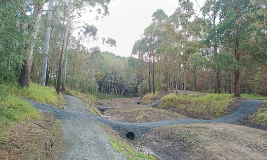 Bush, Gravel & Bridges: The Lake Puketirini Loop, Waikato