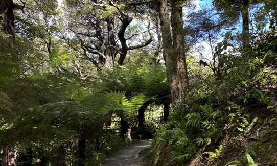 Butterfly Creek Loop, Wellington