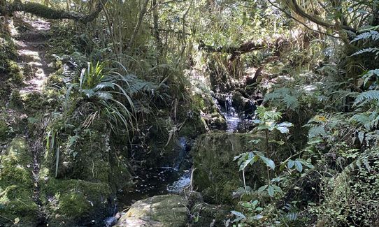 Call me Herbert, Otago
