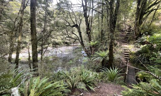 Catlins River Track, Otago