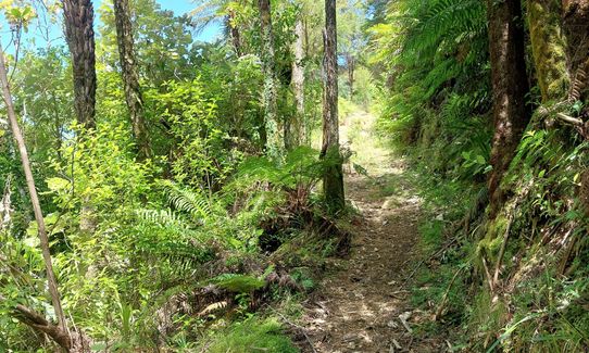 Crosbies Settlement , Waikato