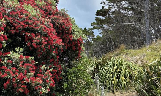 Deliverance Cove & Lighthouse Loop, Wellington