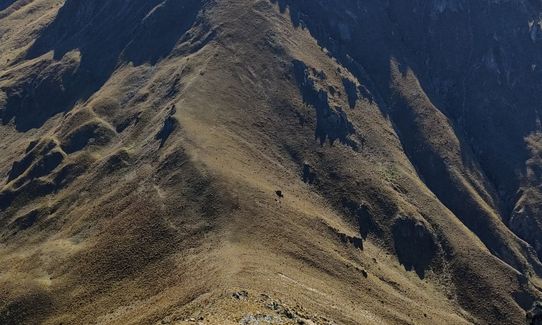 Dingle & Corner, Otago