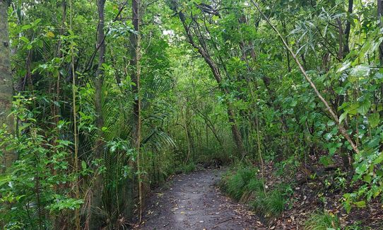 Dingle Dell Path, Auckland