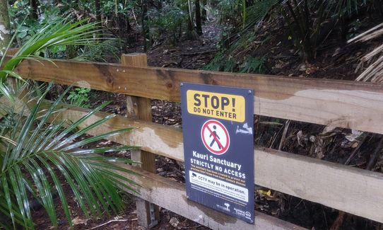 Dingle Dell Path, Auckland