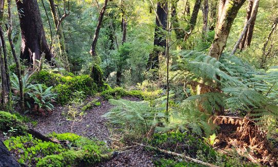 Dobson Loop, Wellington