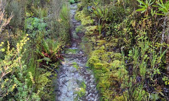 Dobson Loop, Wellington