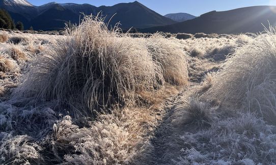 Dracophyllum / Camp Saddle Loop, Canterbury