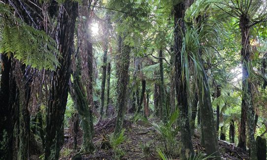 Ed Hillary Hope Reserve Loop, Waikato