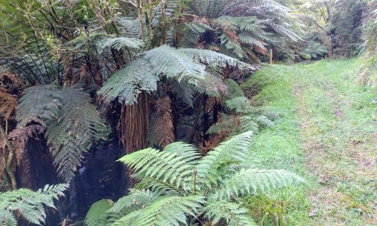 Ed Hillary Hope Reserve Loop, Waikato