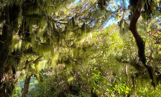 Enchanted Eastern Mountain Loop, Taranaki