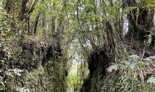 Rain Forest Romp at Pukeiti, Taranaki