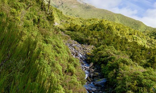 Wilkie and The Enchanted Ridge, Taranaki