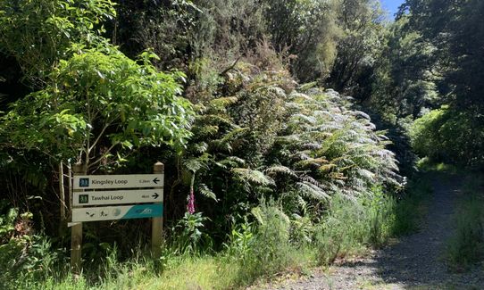 Fairy House Loop, Wellington