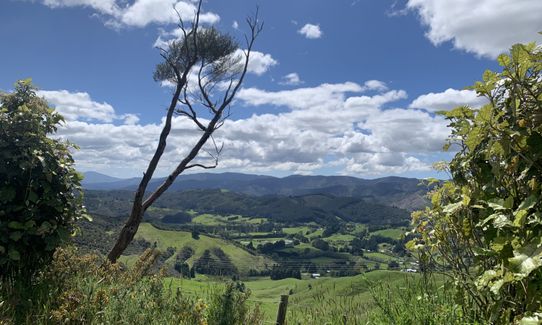 Fairy House Loop, Wellington