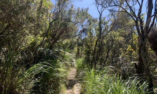 Fairy House Loop, Wellington