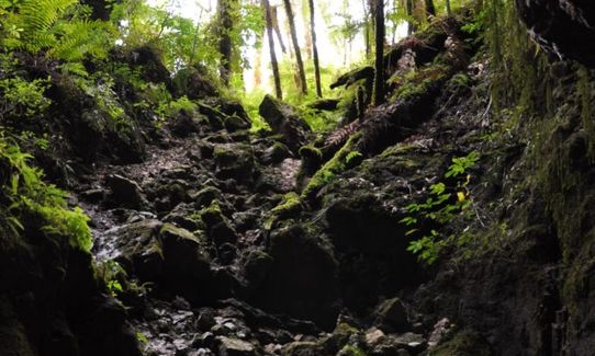 Fenian Caves & Adams Hut, West Coast