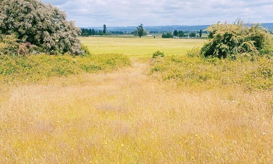 Galatea foothills and Tawhiuau, Bay of Plenty